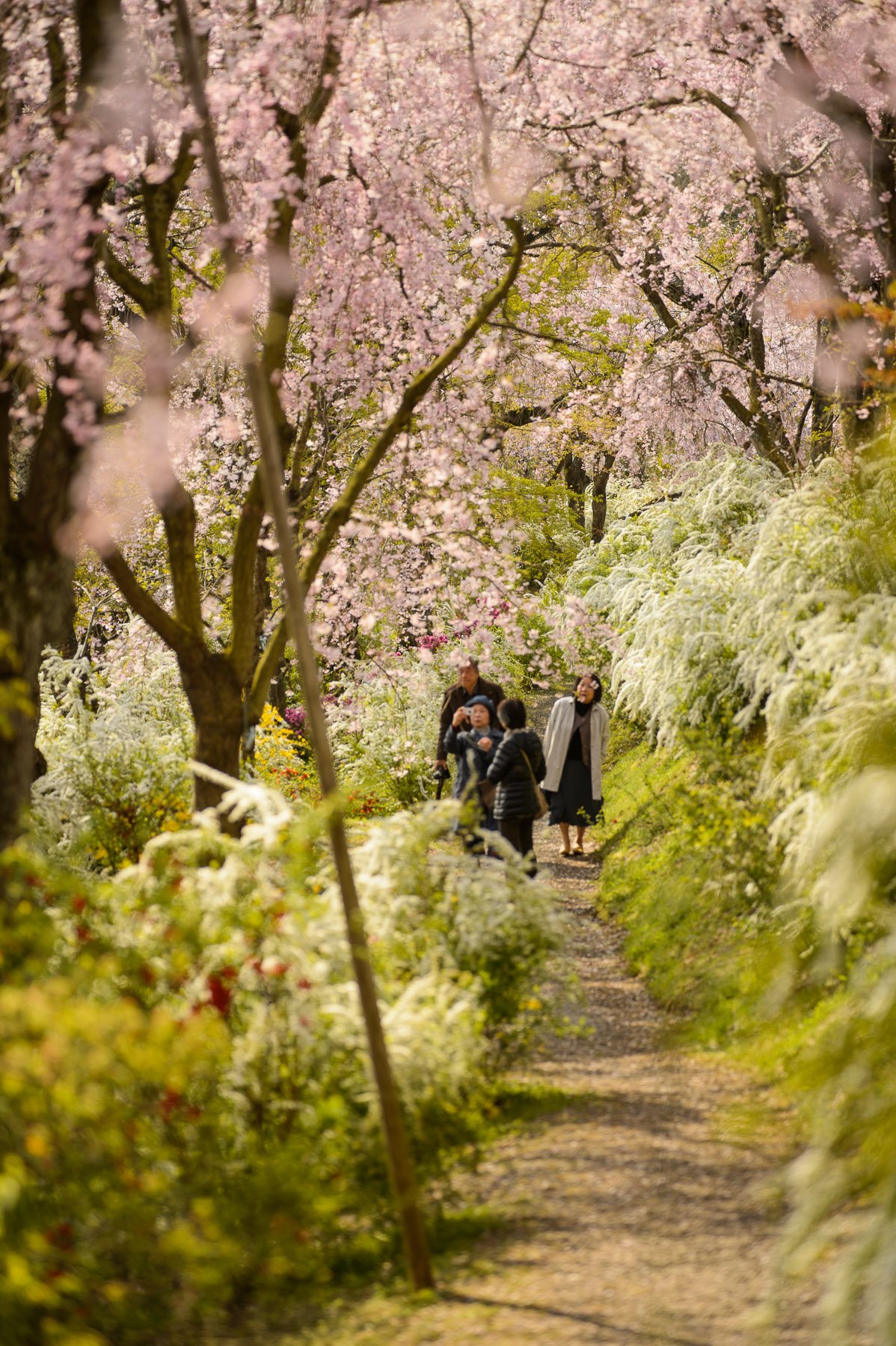 🌸 하라다니 정원(하라다니엔) 이미지 7